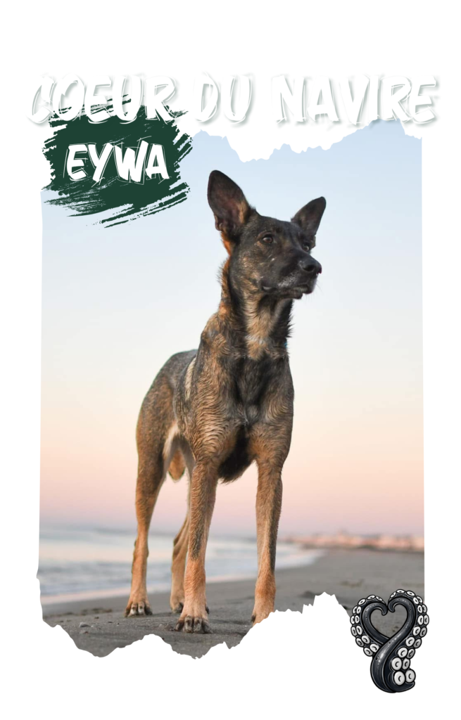 copie de la box du capitaine (1280 x 2000 px)(6)