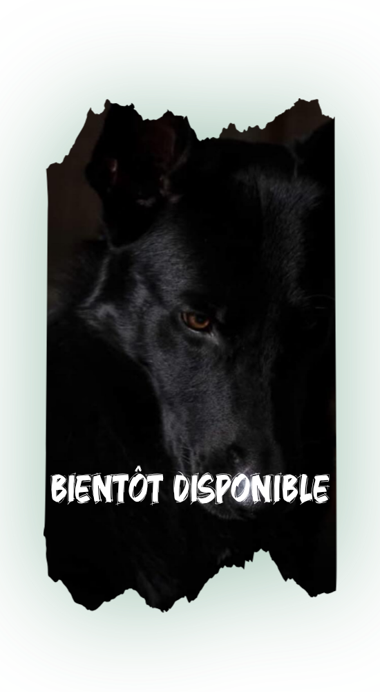 bientôt disponible(11)