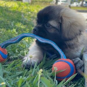 Chuckit Tug Duo